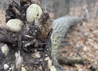 VIDEO | Exploring the Ice Age Trail – Old Plank Road Segment ice age