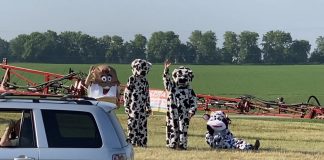 cows, breakfast, farm