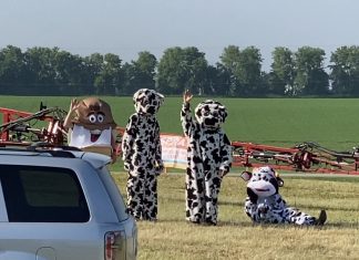 cows, breakfast, farm