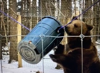 VIDEO | Happy 8th Birthday Lewis & Clark at Shalom Wildlife Lewis