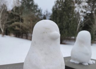 Rare species of snow penguins invade Cedar Community’s main campus penguin