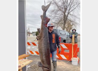 Day 6 sturgeon spearing, largest catch of the season so far | By Wisconsin DNR