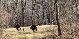 turkeys fanning