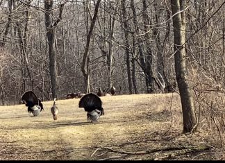 turkeys fanning