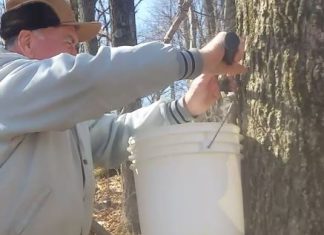 Maple Syruping: A Family Tradition | By Dave Bohn Maple sap