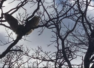 VIDEO | West Bend Brewery owls found nesting along Milwaukee River owl