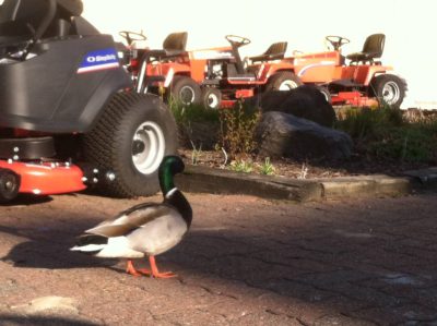 duck 