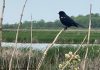 redwing blackbird