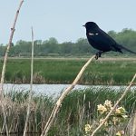 redwing blackbird
