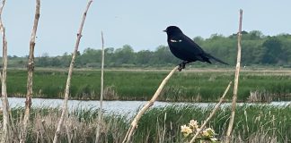 redwing blackbird