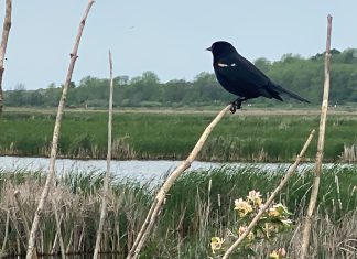 redwing blackbird