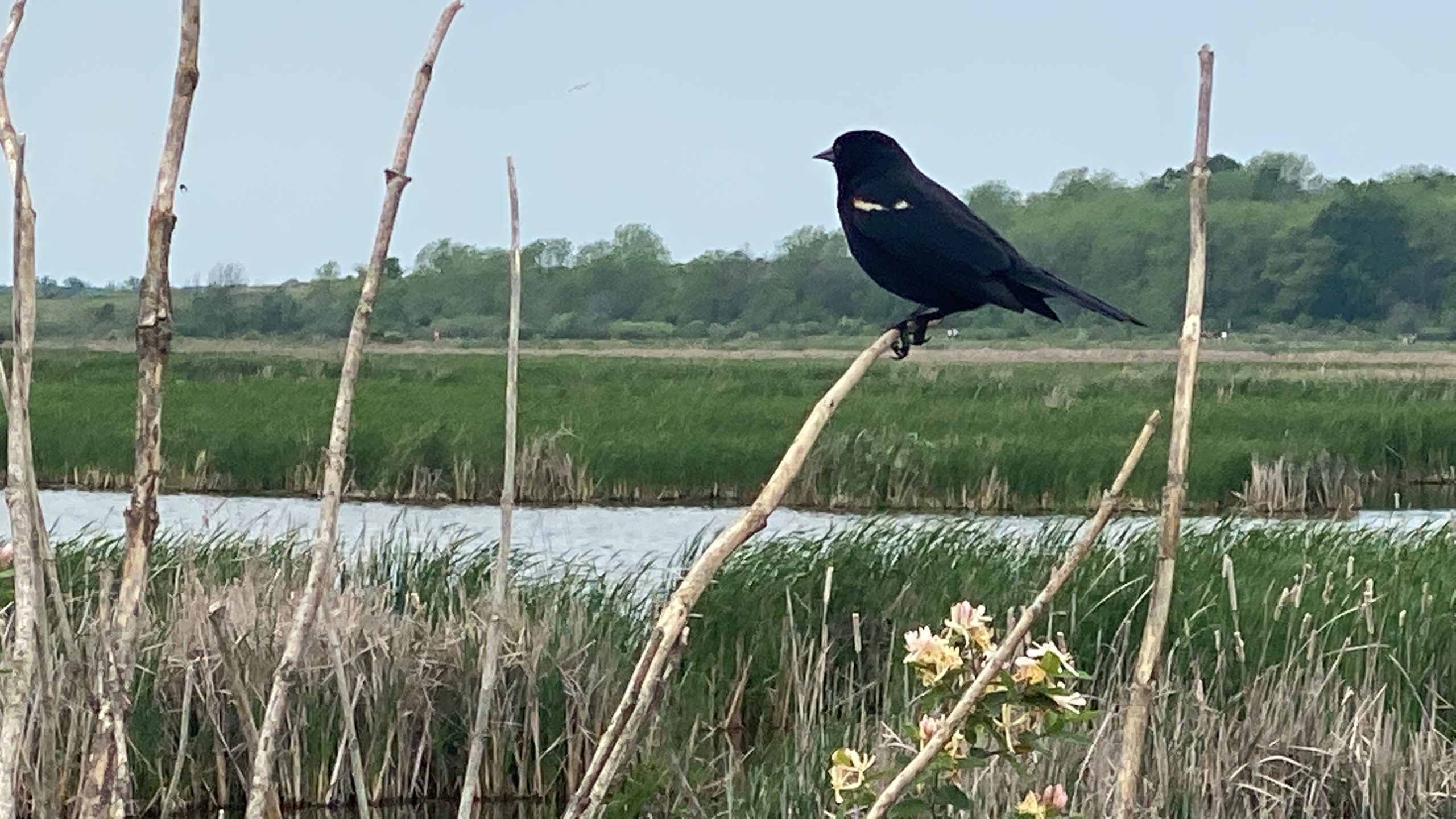 redwing blackbird
