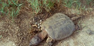 nesting turtle
