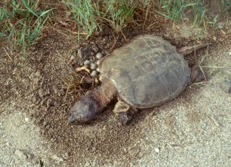 Nesting season coming up on the Eisenbahn State Trail nesting turtle