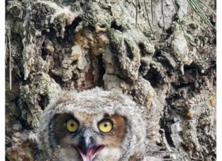 Owl