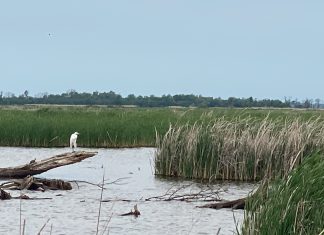 Law enforcement wearing ice-rescue suits respond to man lost in marsh off Hwy 60 crane