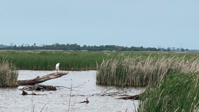 crane marsh