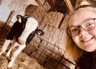 Say “hello” to Bo, a Boltonville 4-H bovine | By Ella Walecki