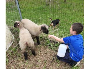 Boltonville Firecrackers 4-H member starts summer with Sheep project | By Edison Jaycox