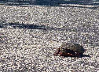 Help protect turtles during nesting season | By Andrew Badje turtle