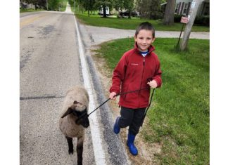 Sheep walking is a thing in Boltonville for 4-H Firecracker | By Edison Jaycox
