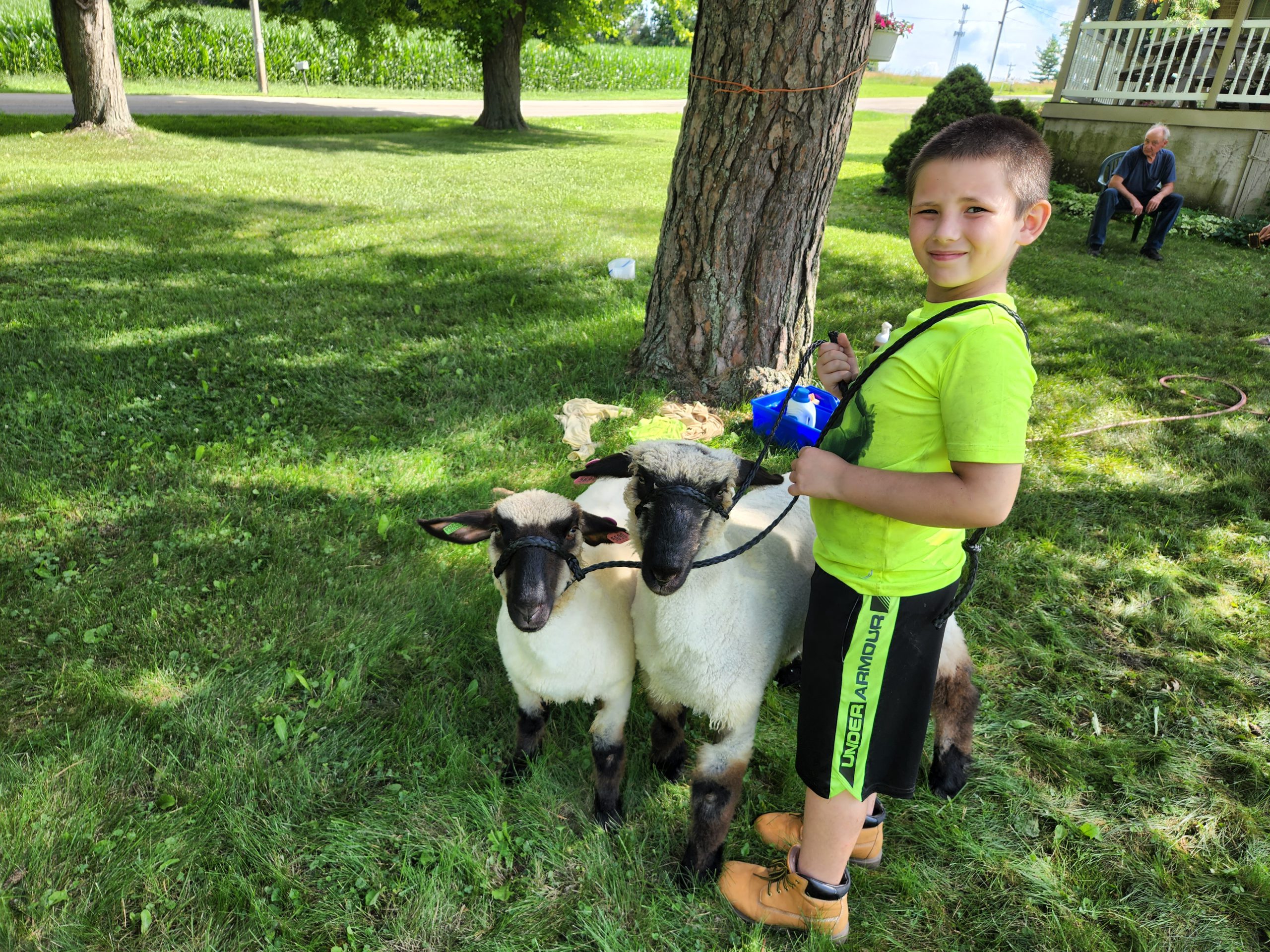 lambs, Boltonville