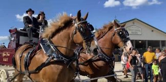 draft horse hitch