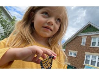 Neighbors notice significant decline in monarch butterfly population in Washington County, WI butterfly