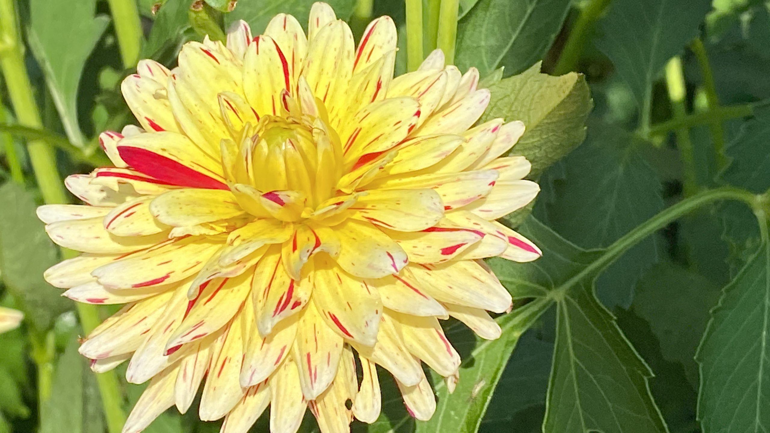 dahlias