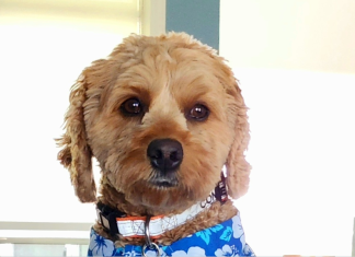 Meet Comet: Washington County pup pix to celebrate National Dog Day