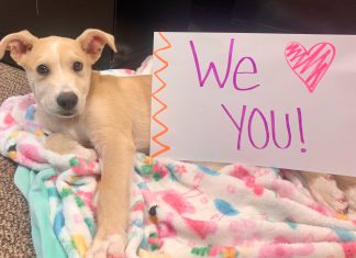 Meet Nelson: Washington County pup pix to celebrate National Dog Day today