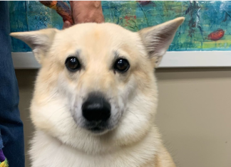 Meet Loki: Washington County pup pix to celebrate National Dog Day on August 26, 2022