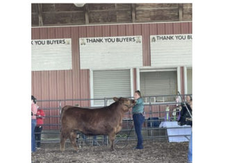 Thank you for supporting the Jr. Livestock Auction at the Washington County Fair | By Maggie Bartelt