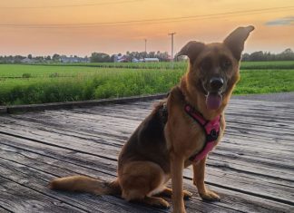 Washington County pup photos to celebrate National Dog Day, August 26, 2022