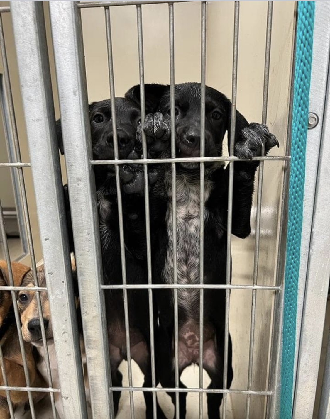 50 dogs seized by authorities- adoptions at Washington Co. Humane 