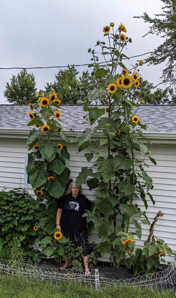 sunflower in