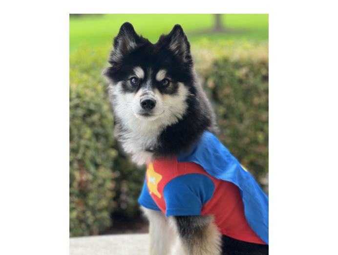 Mavens on Main Halloween Pet Costume Contest | By Staci Nielsen