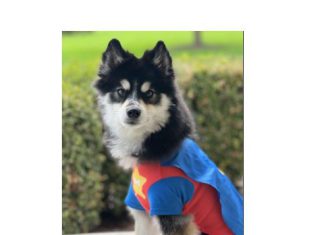 Mavens on Main Halloween Pet Costume Contest | By Staci Nielsen