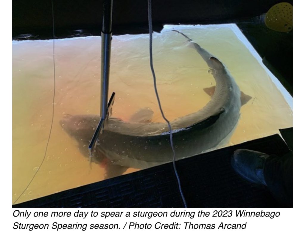 track tracking sturgeon