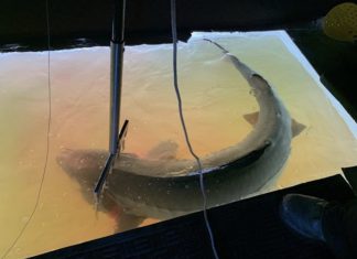 Tracking sturgeon 21147 for six years through Wisconsin waterways | By Wisconsin DNR