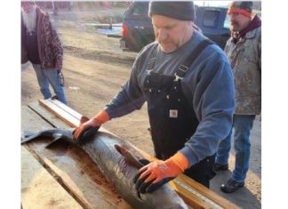 Sturgeon harvest slows on Lake Winnebago | By Wisconsin DNR