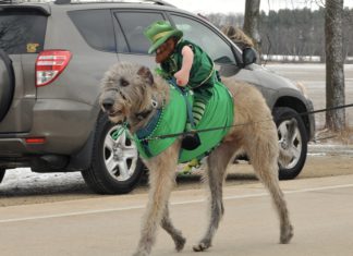 Entry form available for St. Patrick’s Day Parade in the Town of Erin