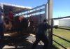 VIDEO | Moooving day at the Washington County Fair, WI
