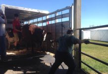 VIDEO | Moooving day at the Washington County Fair, WI