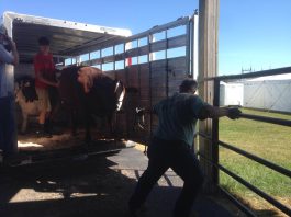 VIDEO | Moooving day at the Washington County Fair, WI