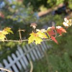 Signs of a changing season across Washington County