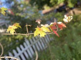 Signs of a changing season across Washington County