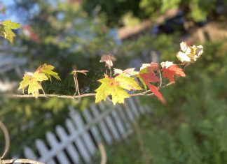 Signs of a changing season across Washington County