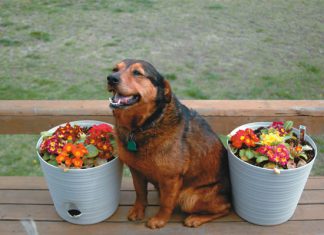 Find the best farm watchdog with these training tips and advice | By Barbara Pleasant, Mother Earth News