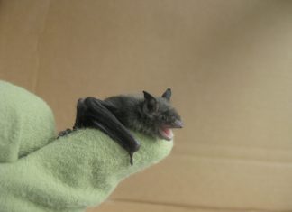 When it comes to bats, have no fear; they just might become your best allies | By Linda Bowen of Mother Earth News